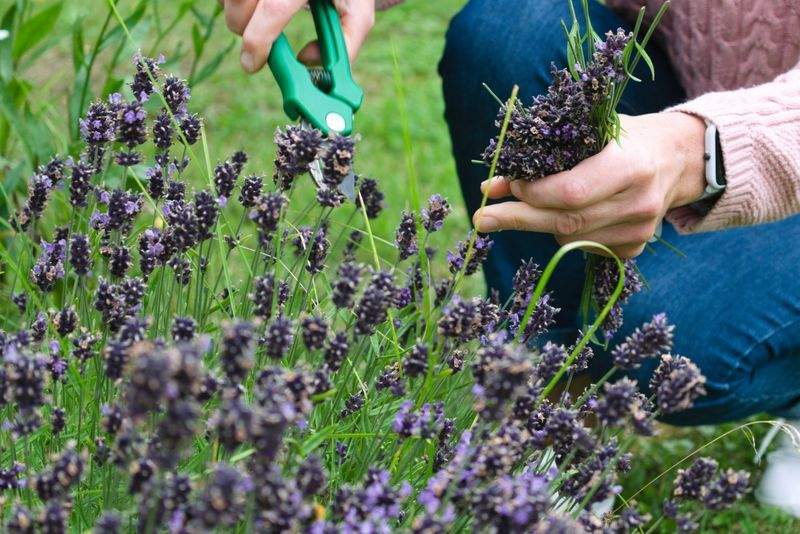 Grünraum Gartenpflege GmbH 1