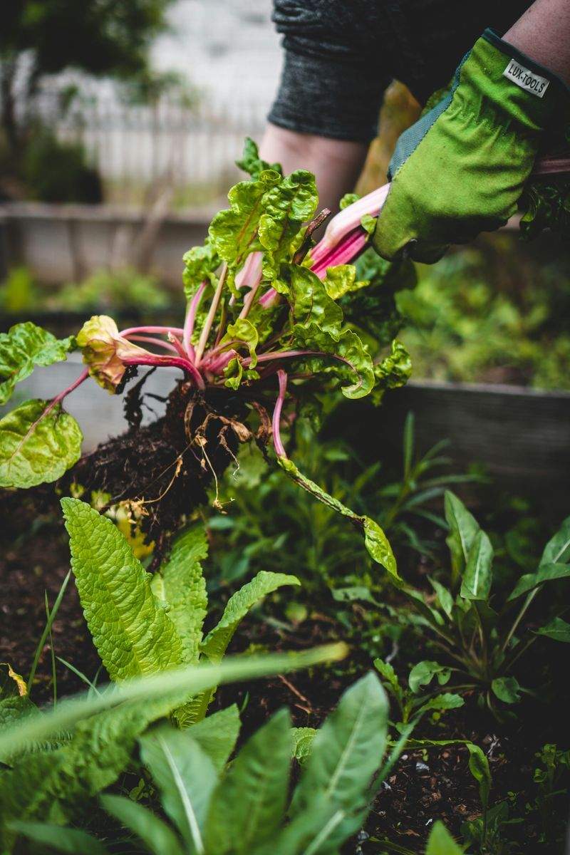 Grünraum Gartenpflege GmbH