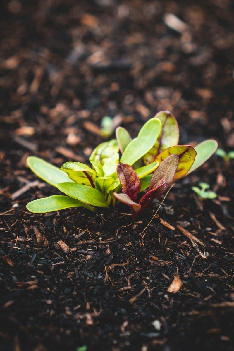 Laubentfernung und saisonale Gartenpflege